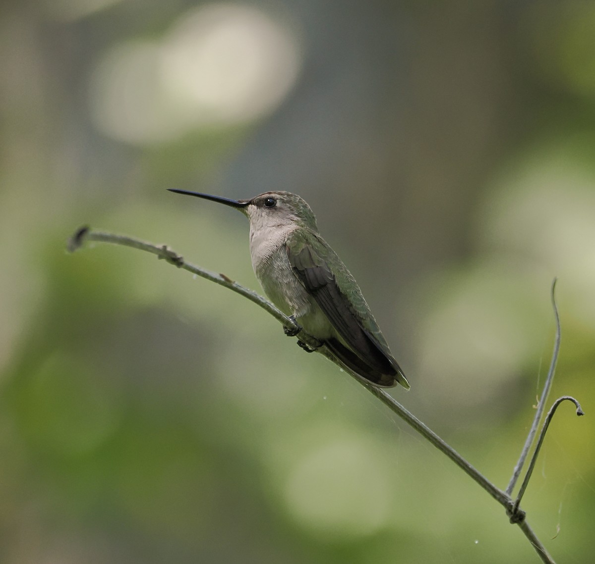 Black-chinned Hummingbird - ML616992280