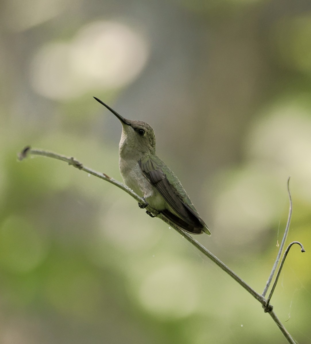 Black-chinned Hummingbird - ML616992295
