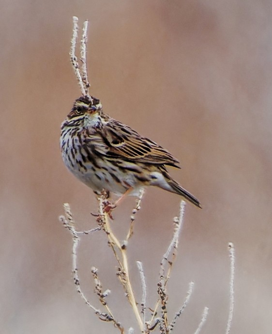 Savannah Sparrow - mark hinton
