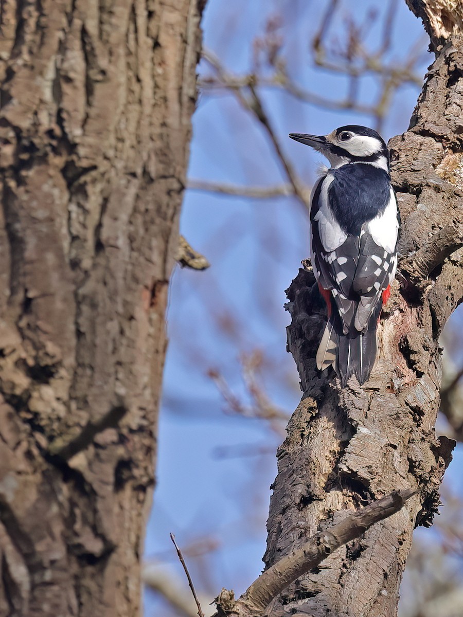 Great Spotted Woodpecker - ML616992308