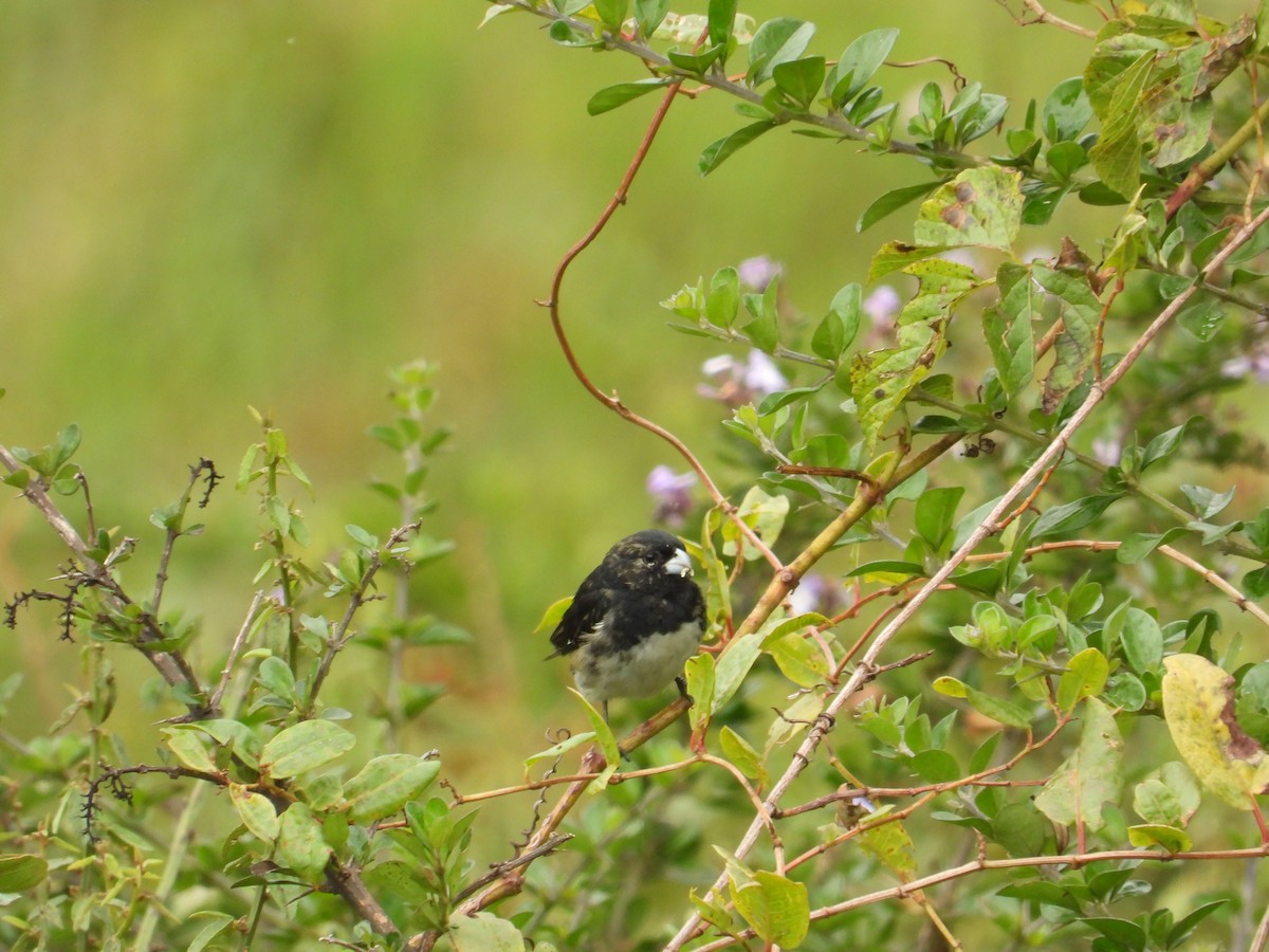 Black-and-white Seedeater - ML616992370