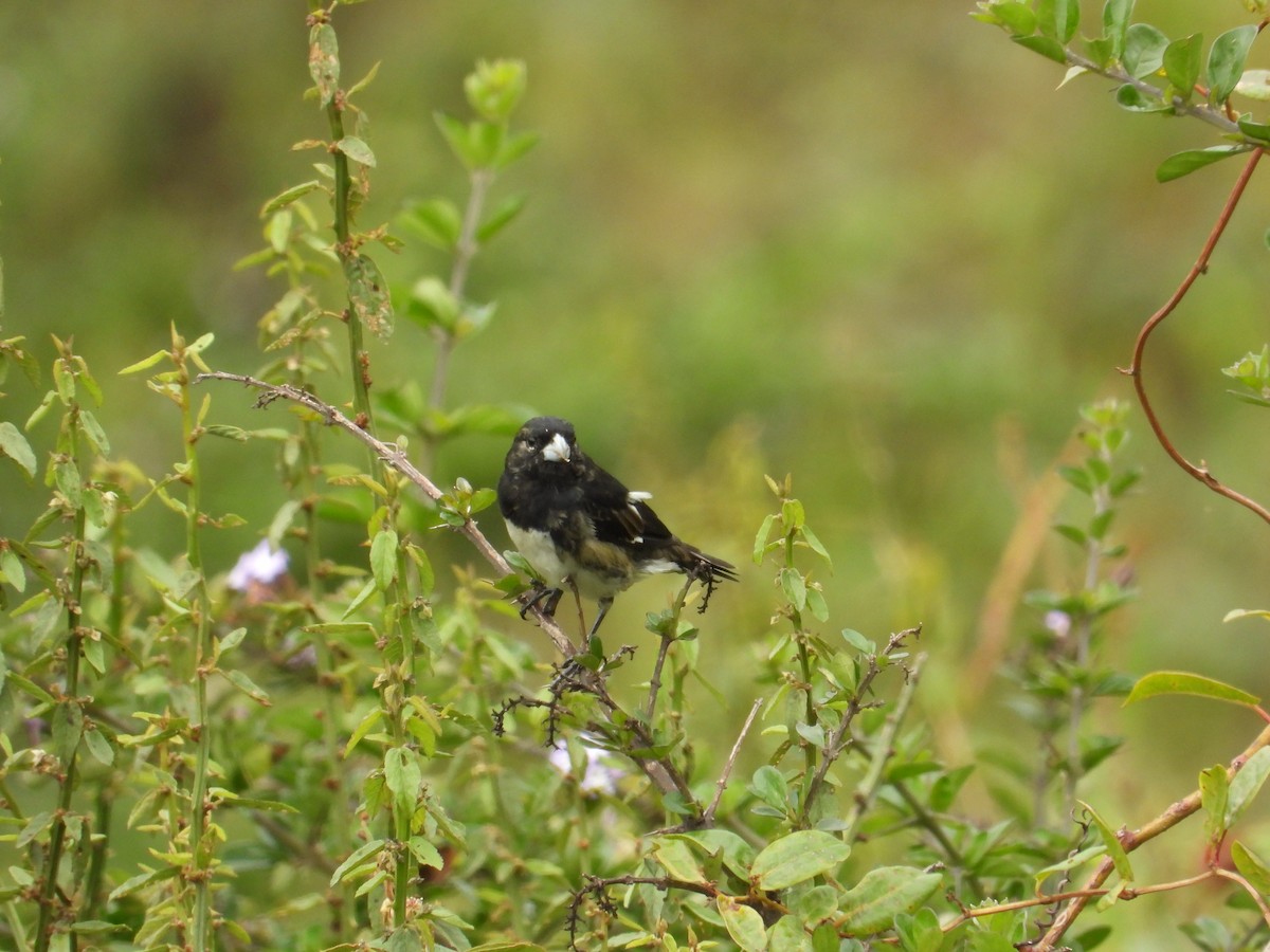Black-and-white Seedeater - ML616992371