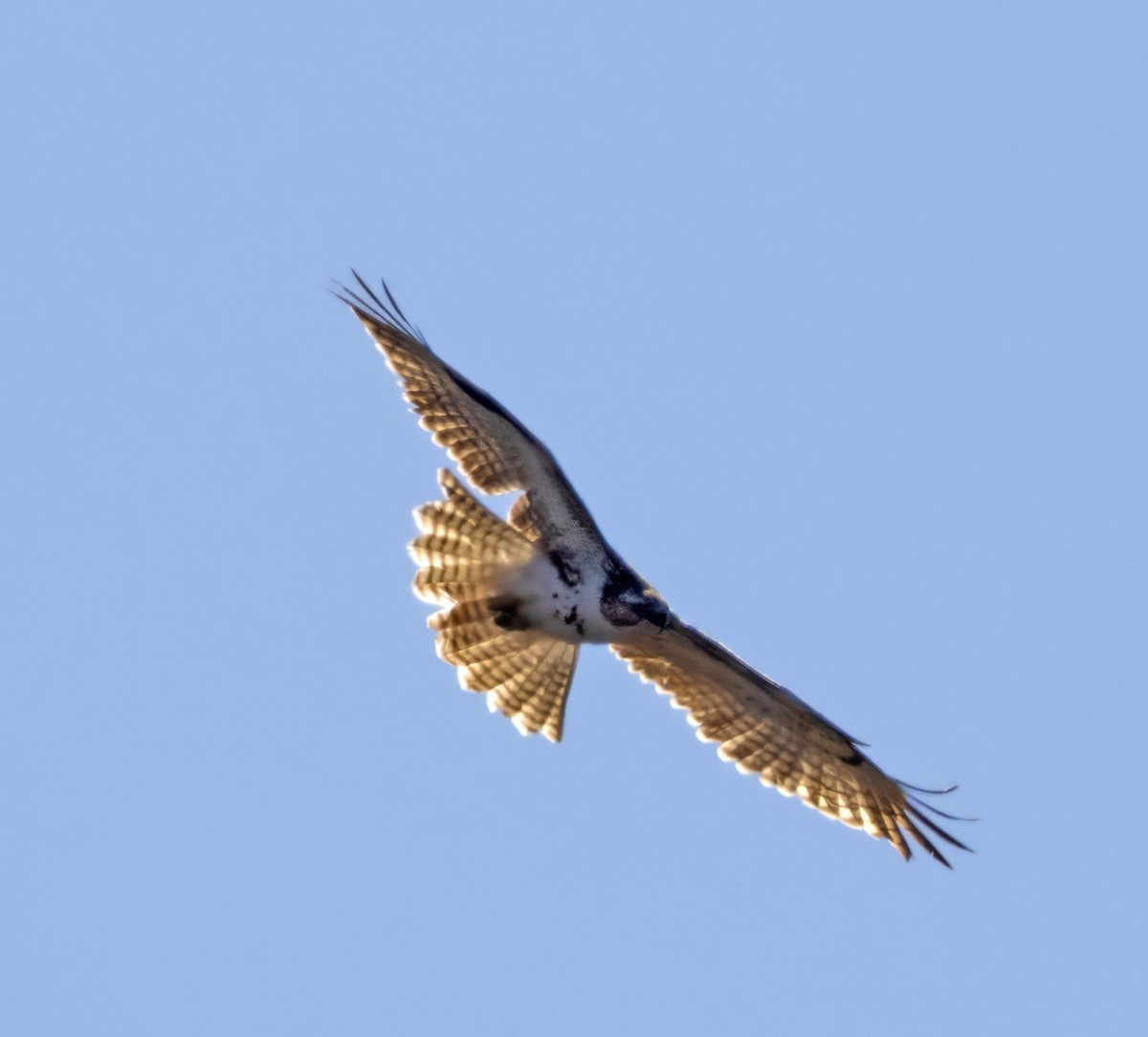 Red-tailed Hawk (borealis) - ML616992427