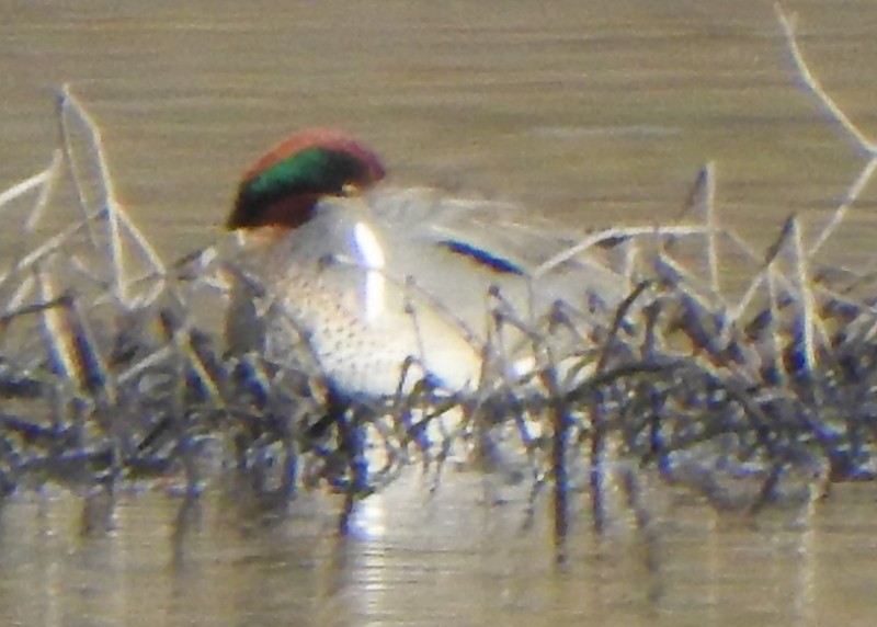 Green-winged Teal - ML616992457