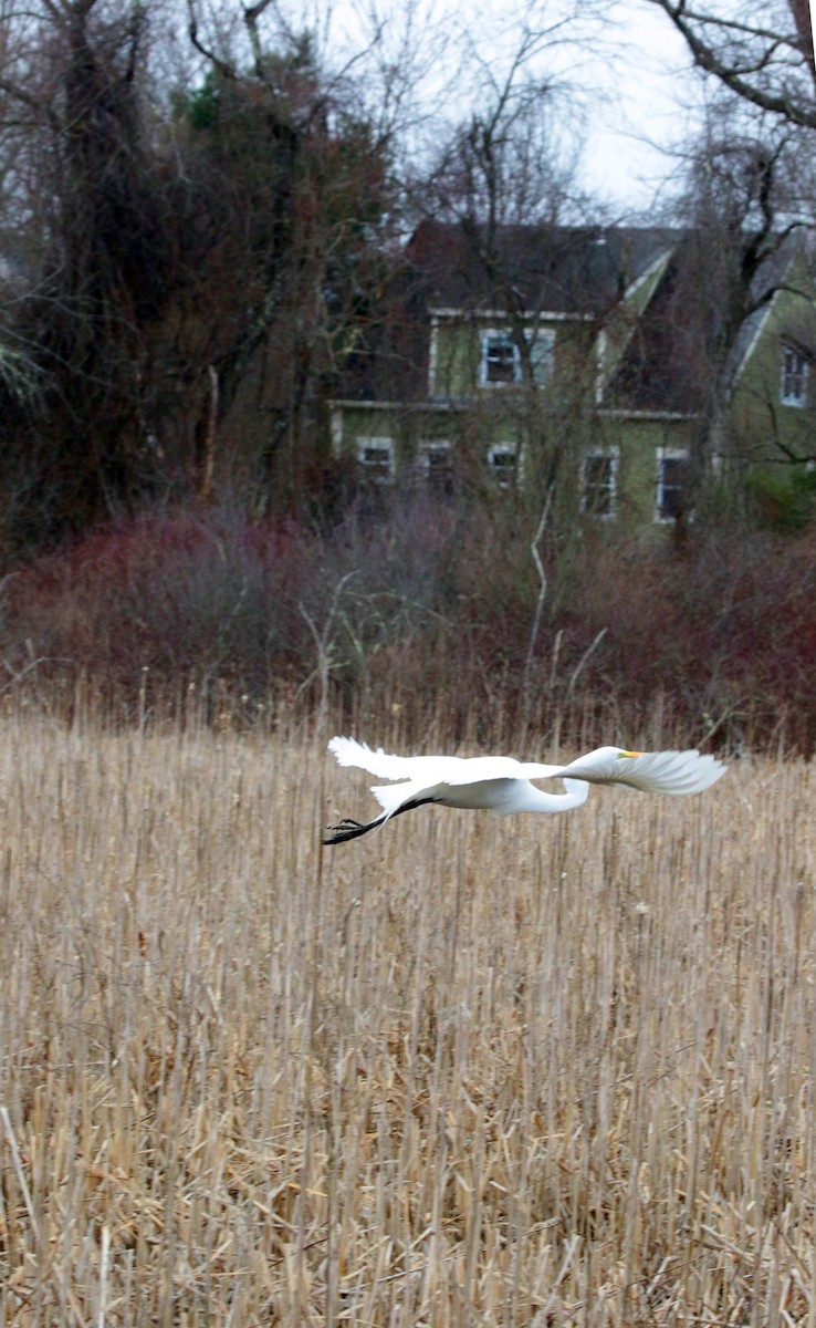 eBird Checklist - 6 Apr 2024 - Elm Brook Lane, Concord - 1 species