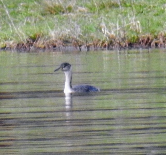 Red-necked Grebe - ML616992879