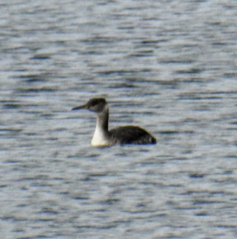 Red-necked Grebe - ML616992880