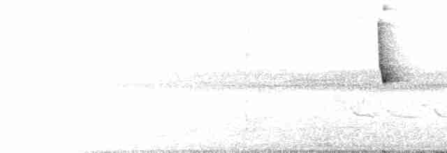 Соловьиная широкохвостка - ML616992970