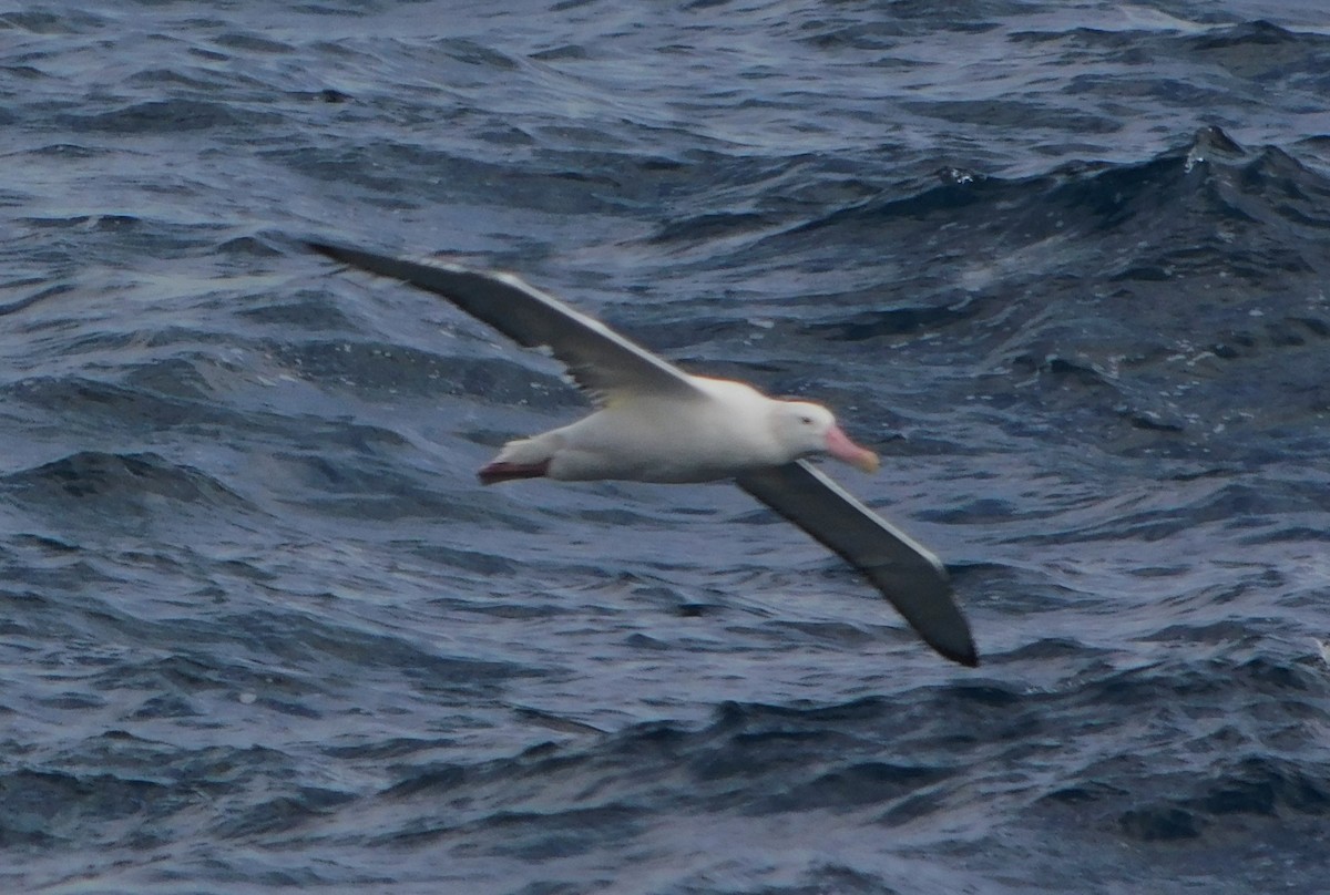 albatros stěhovavý - ML616992982