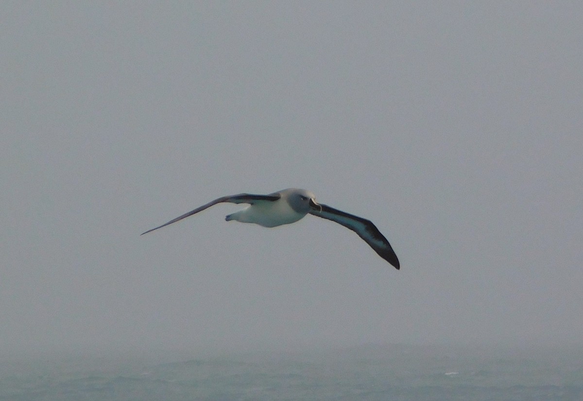 Gray-headed Albatross - Nicolás Bejarano