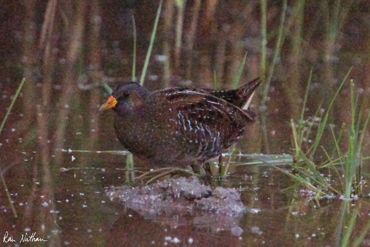 Spotted Crake - ML616993091