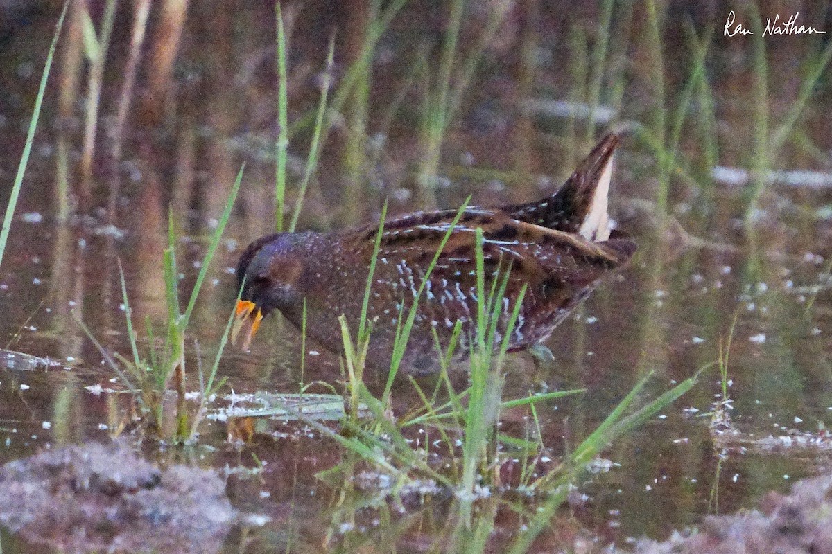 Spotted Crake - ML616993109
