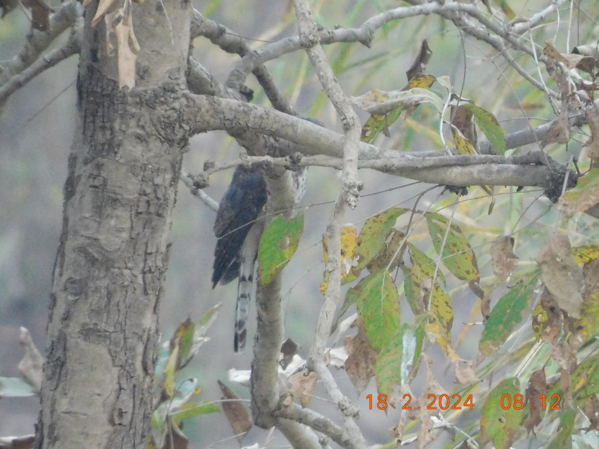 Common Hawk-Cuckoo - ML616993113