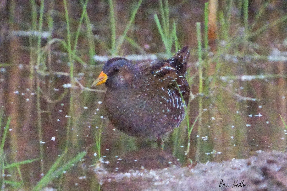 Spotted Crake - ML616993114