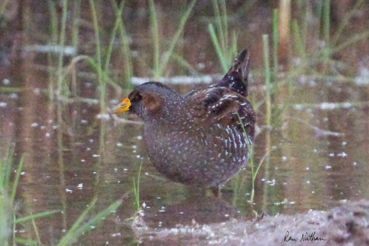Spotted Crake - ML616993121