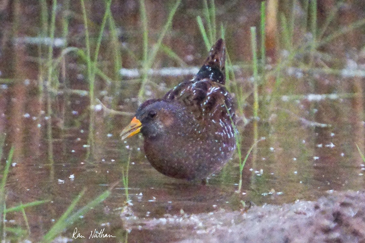 Spotted Crake - ML616993123