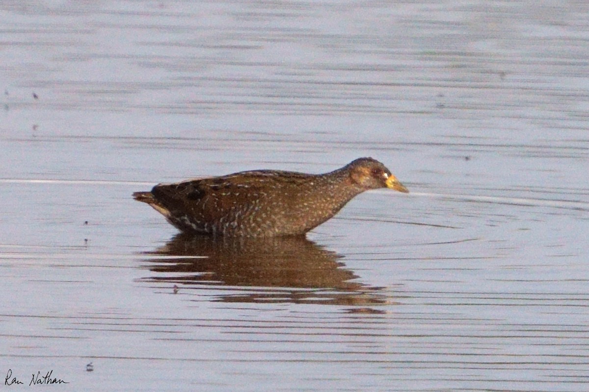 Spotted Crake - ML616993140