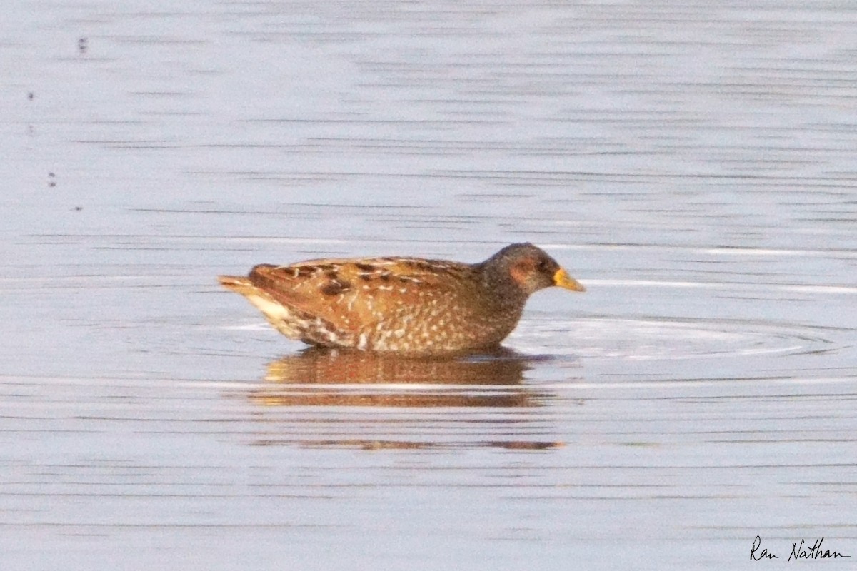 Spotted Crake - ML616993141