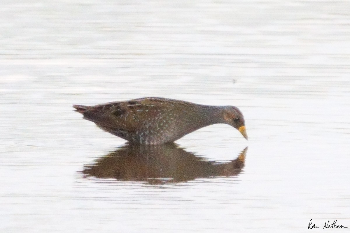 Spotted Crake - ML616993147