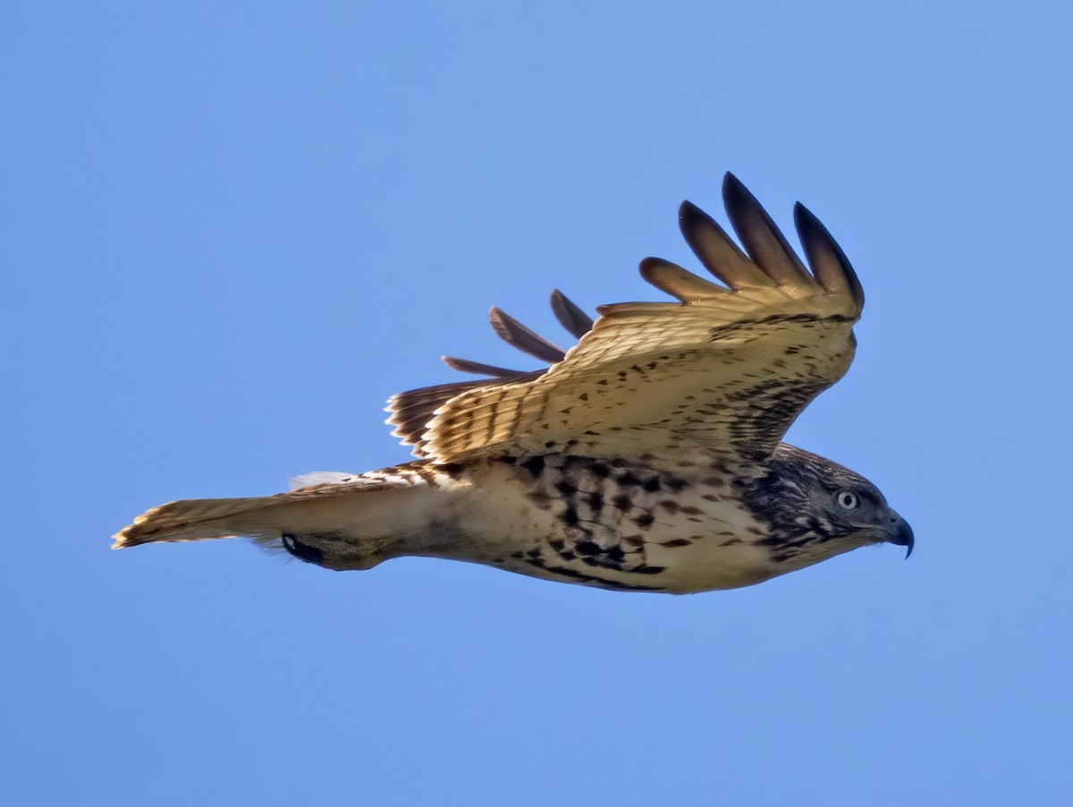 Red-tailed Hawk (borealis) - ML616993234