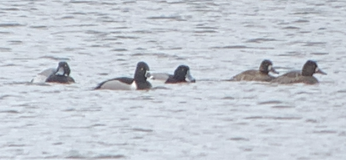 Greater Scaup - ML616993258