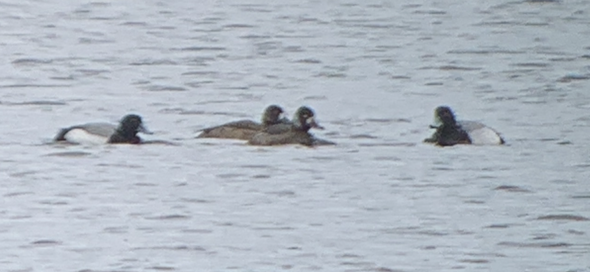 Greater Scaup - ML616993259