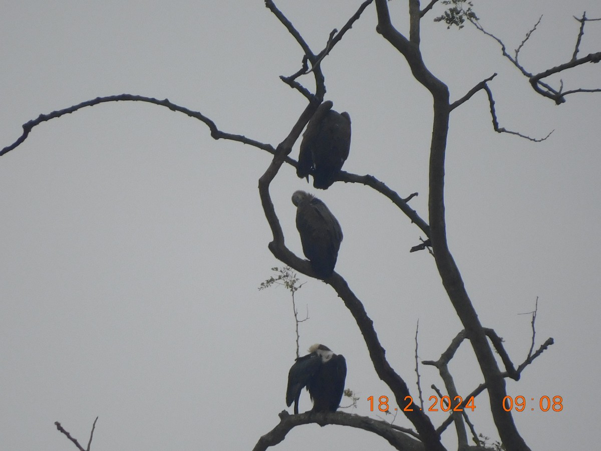 Indian Vulture - Sushant Pawar