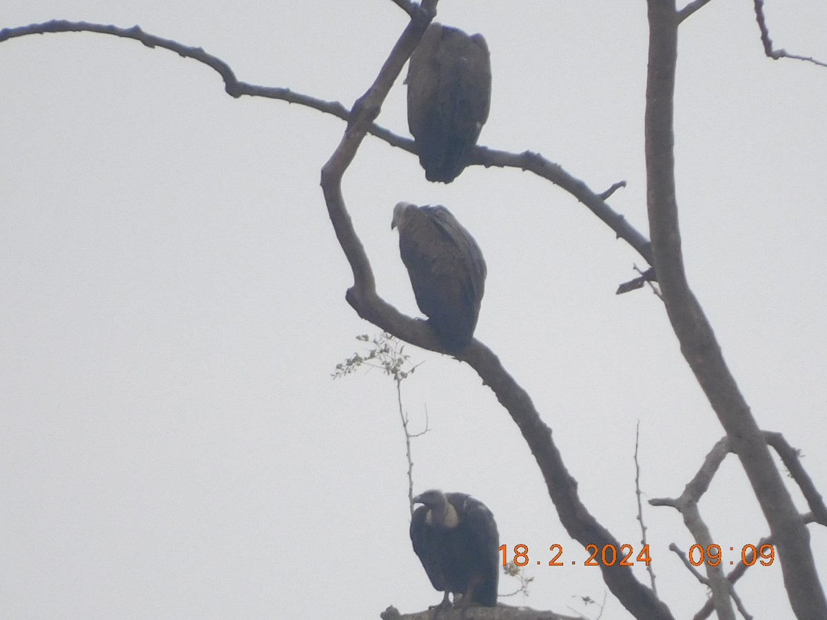 Indian Vulture - Sushant Pawar