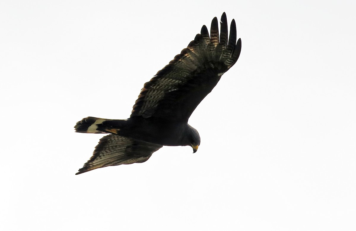 Zone-tailed Hawk - ML616993647