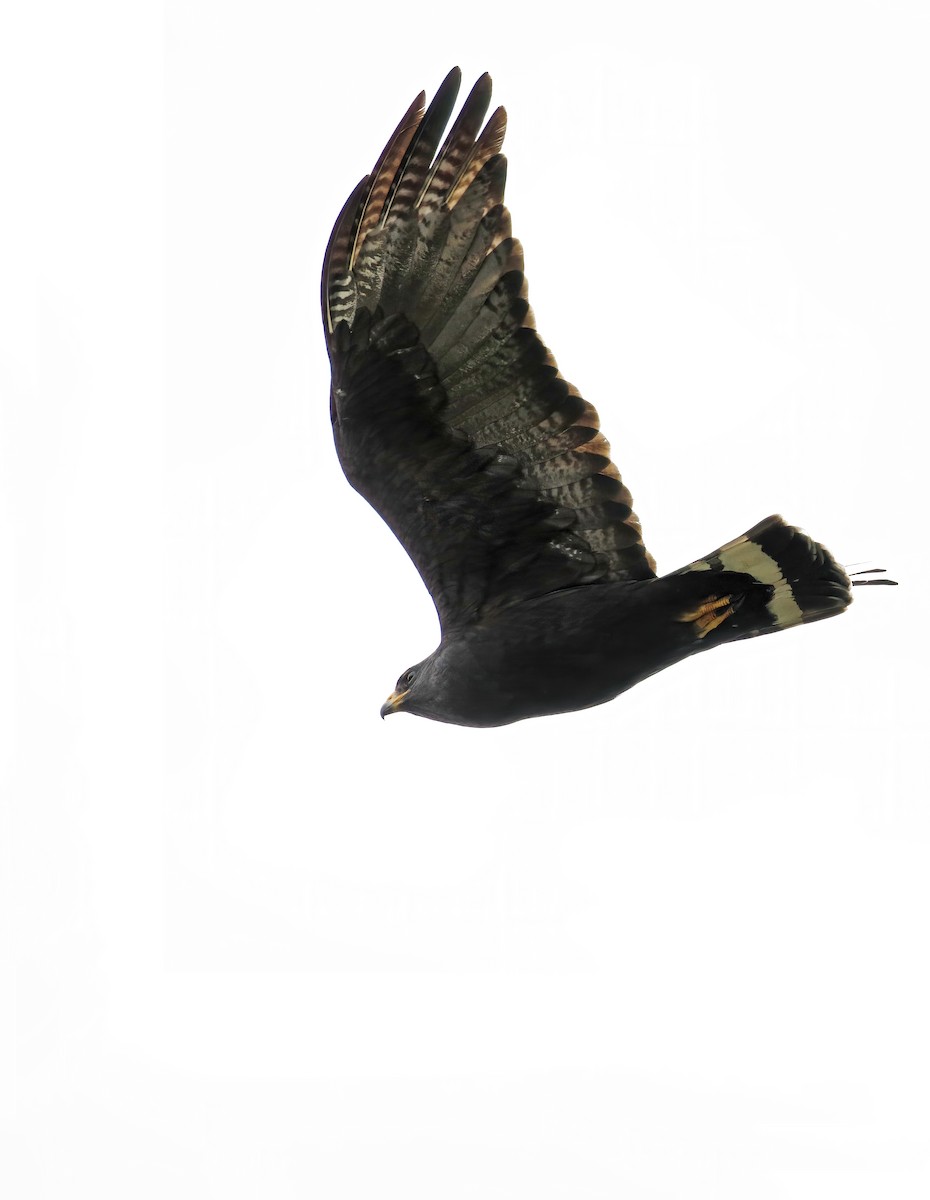 Zone-tailed Hawk - ML616993648