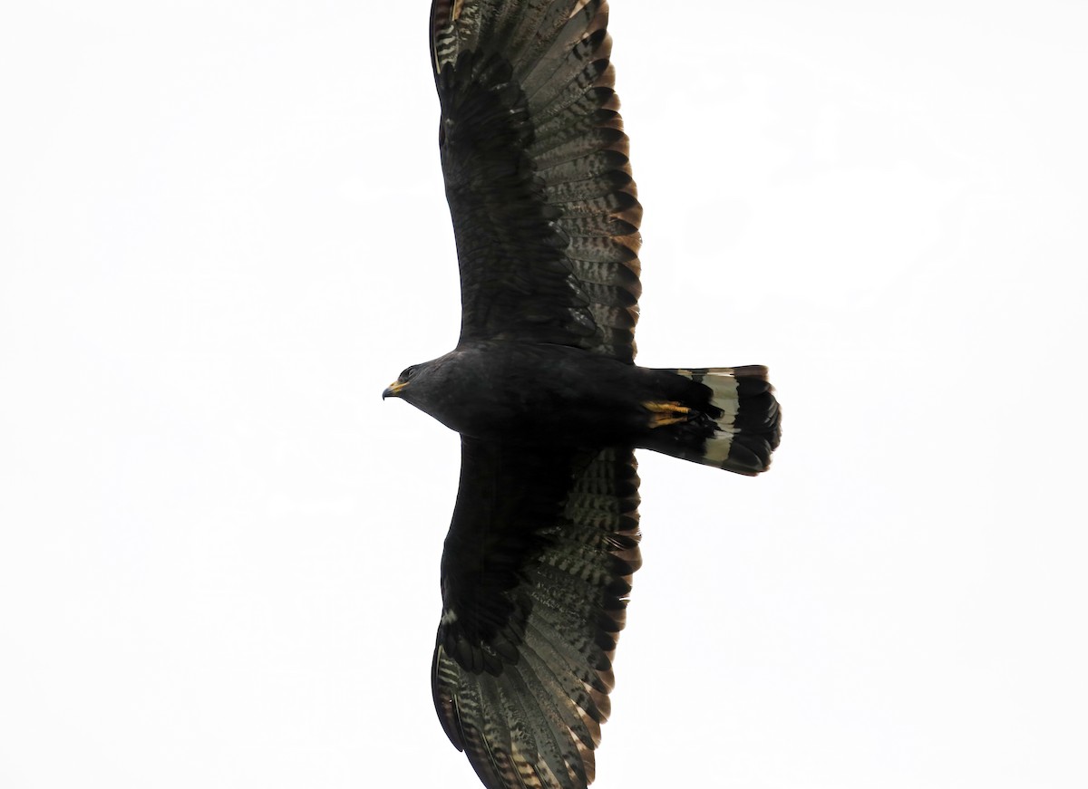 Zone-tailed Hawk - ML616993650