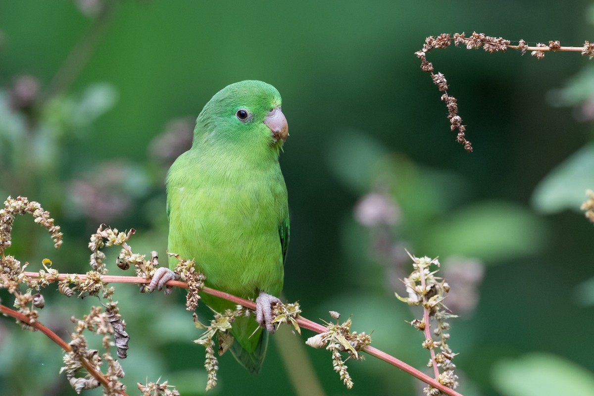 Spectacled Parrotlet - ML616993848