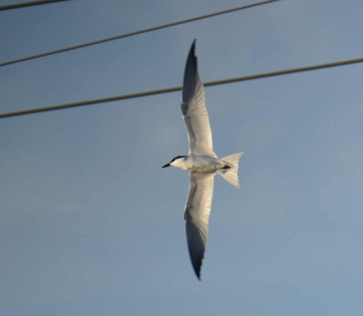 Gull-billed Tern - ML616993891