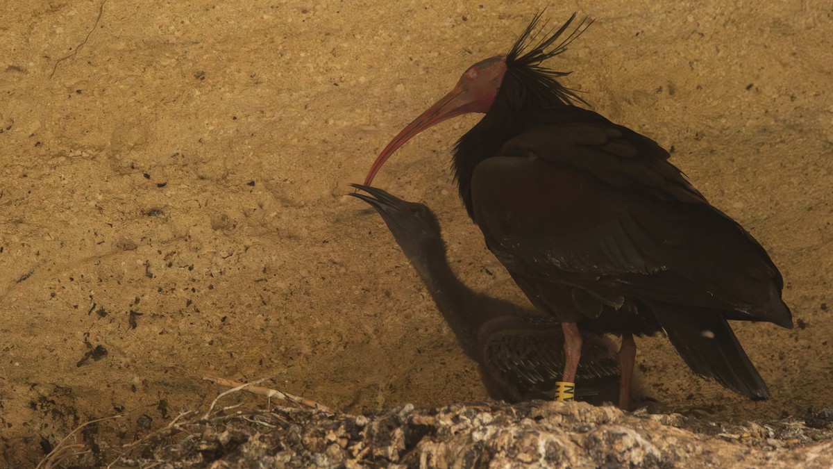 Northern Bald Ibis - Fernando Portillo de Cea