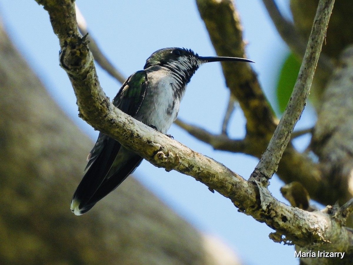 kolibřík tmavoprsý - ML616994086