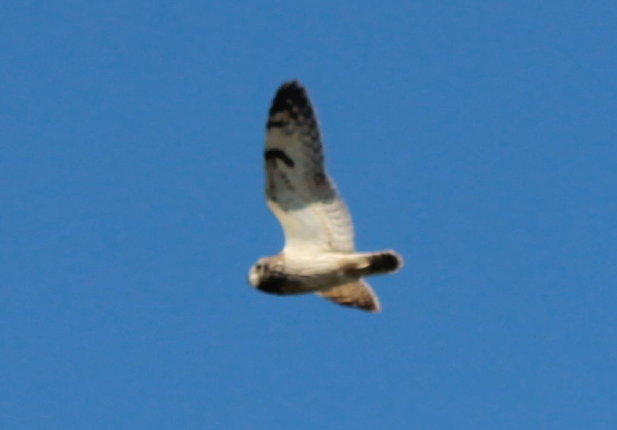 Short-eared Owl - Mikie Green