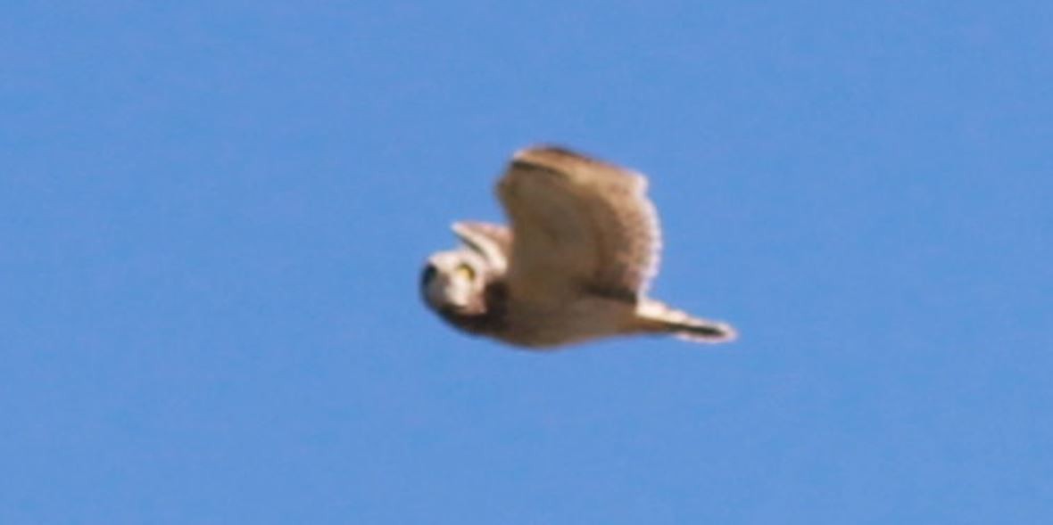 Short-eared Owl - ML616994128