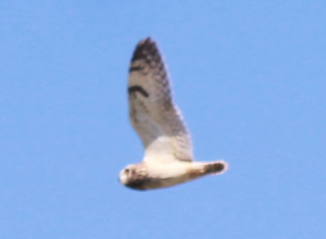 Short-eared Owl - ML616994129