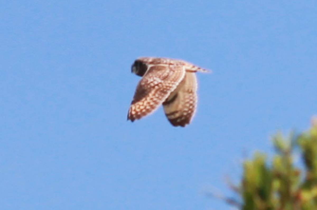 Short-eared Owl - ML616994130