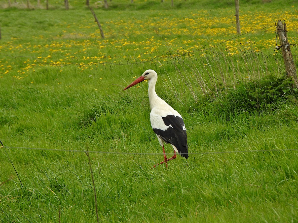 White Stork - ML616994201