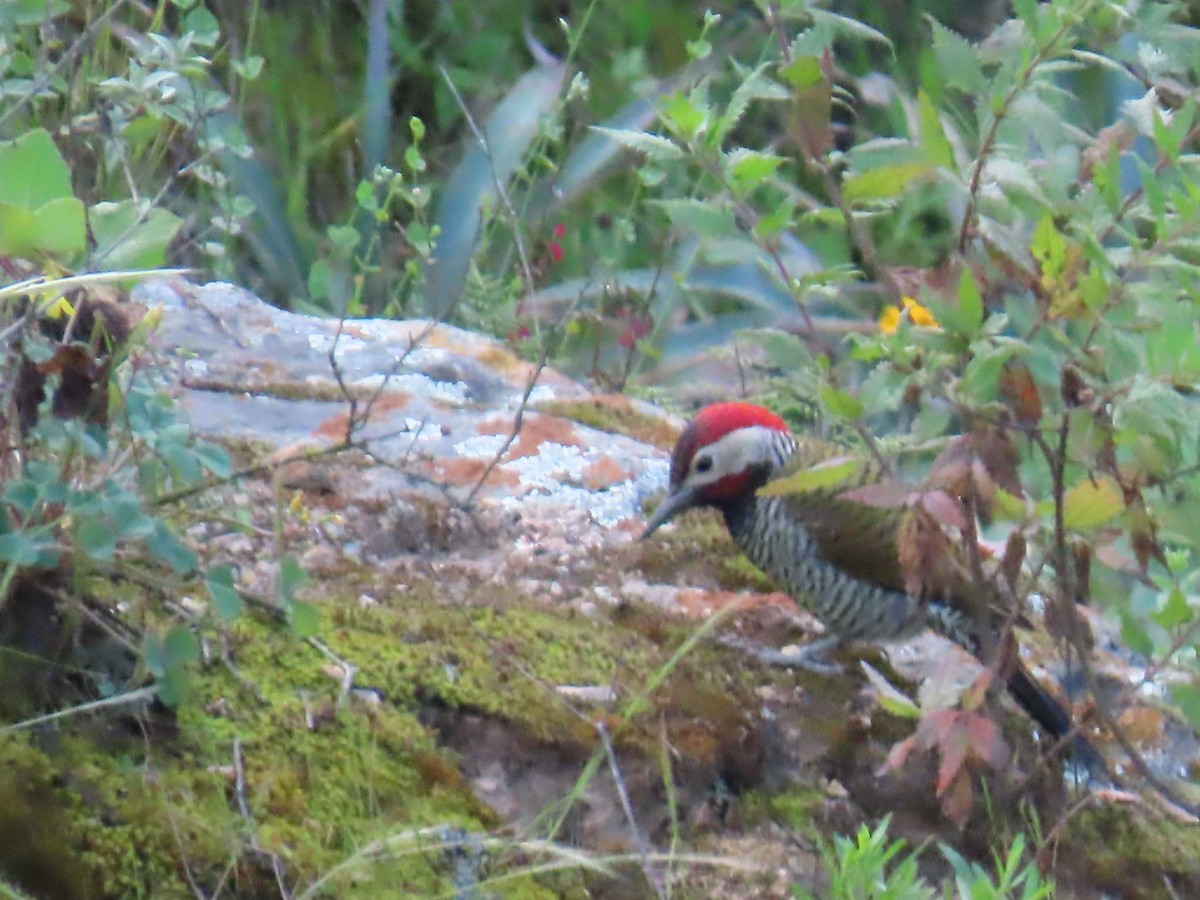 Black-necked Woodpecker - ML616994208