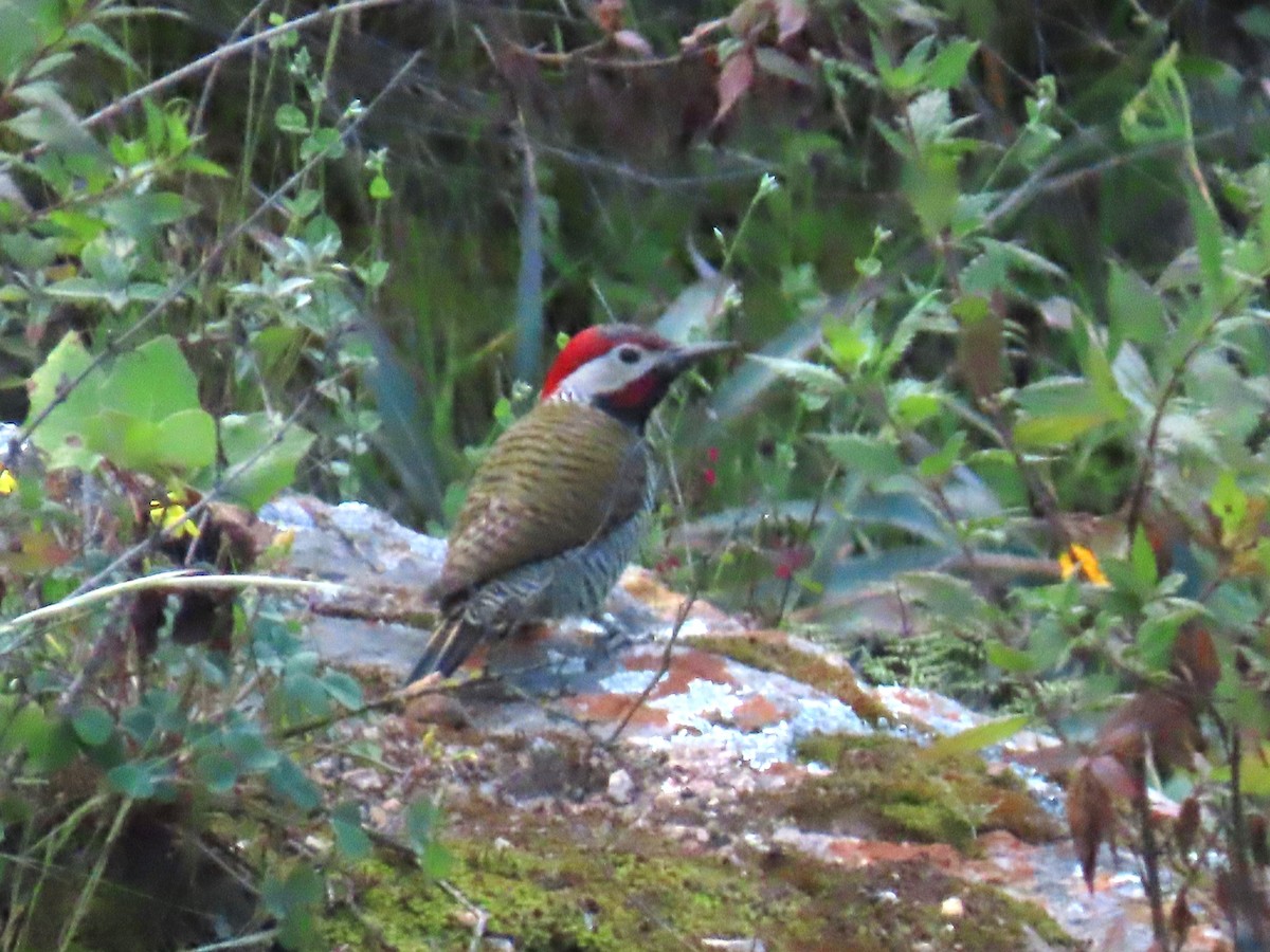 Black-necked Woodpecker - ML616994211