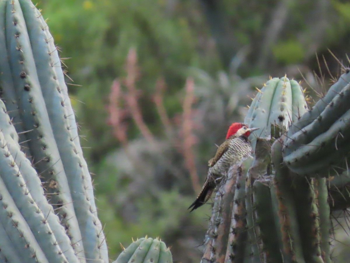 Black-necked Woodpecker - ML616994216