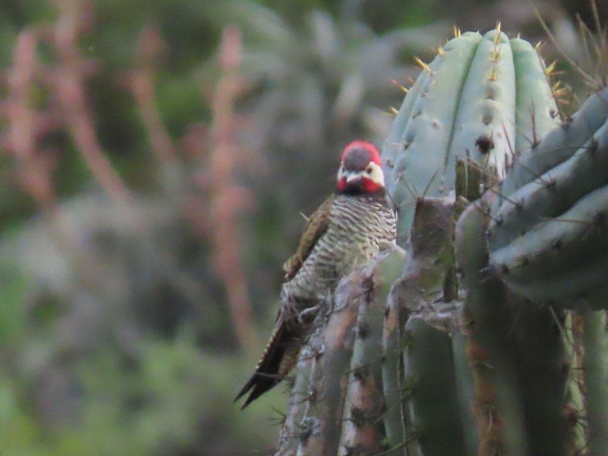 Black-necked Woodpecker - ML616994236
