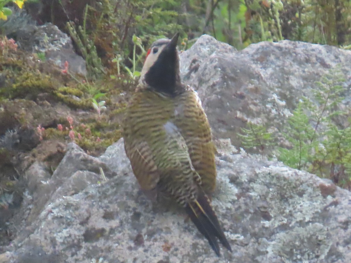 Black-necked Woodpecker - ML616994255