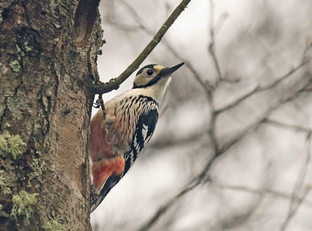 White-backed Woodpecker - ANASTASIYA SAMOKHINA