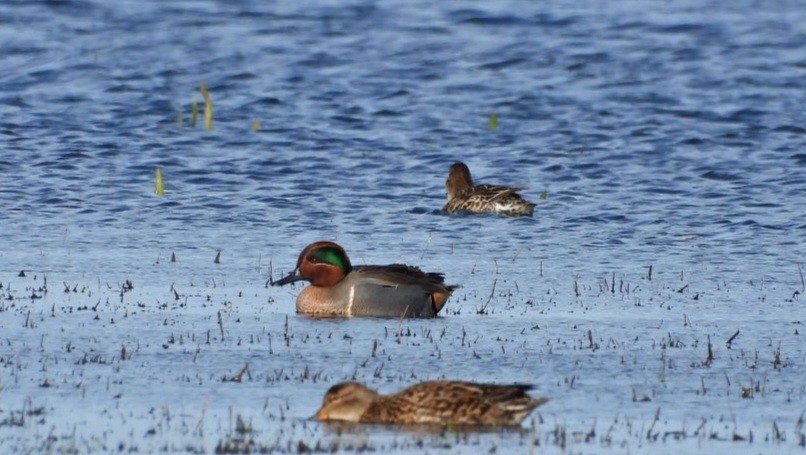 Green-winged Teal - ML616994374