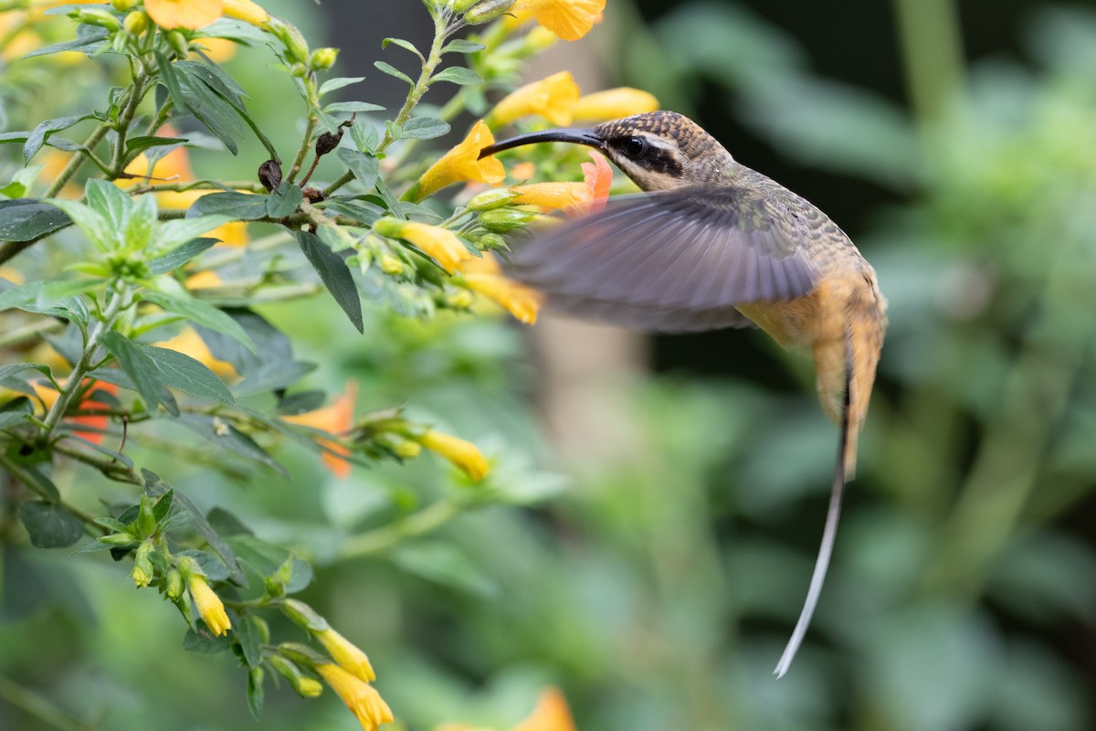 kolibřík dlouhoocasý - ML616994641