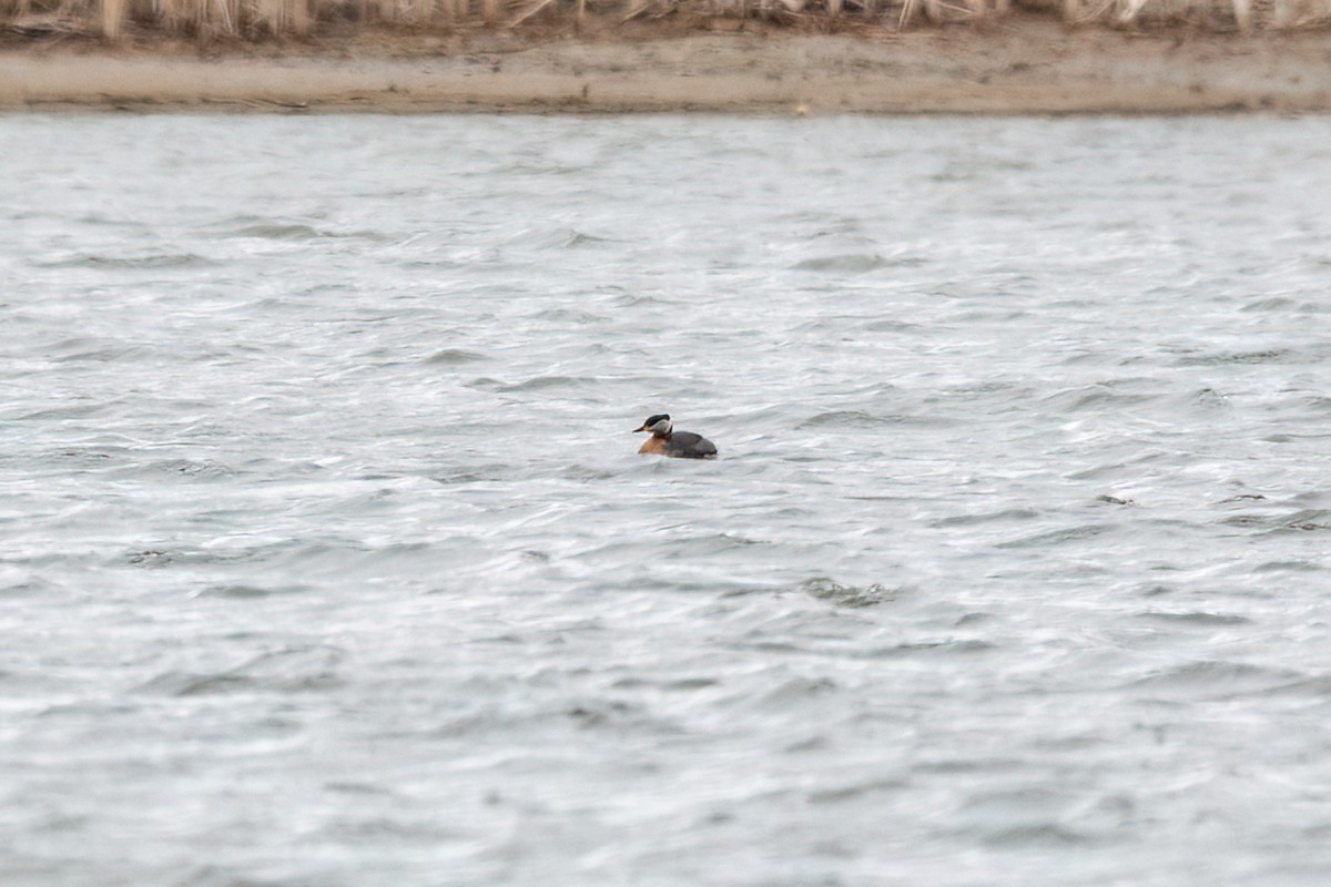 Red-necked Grebe - ML616994673
