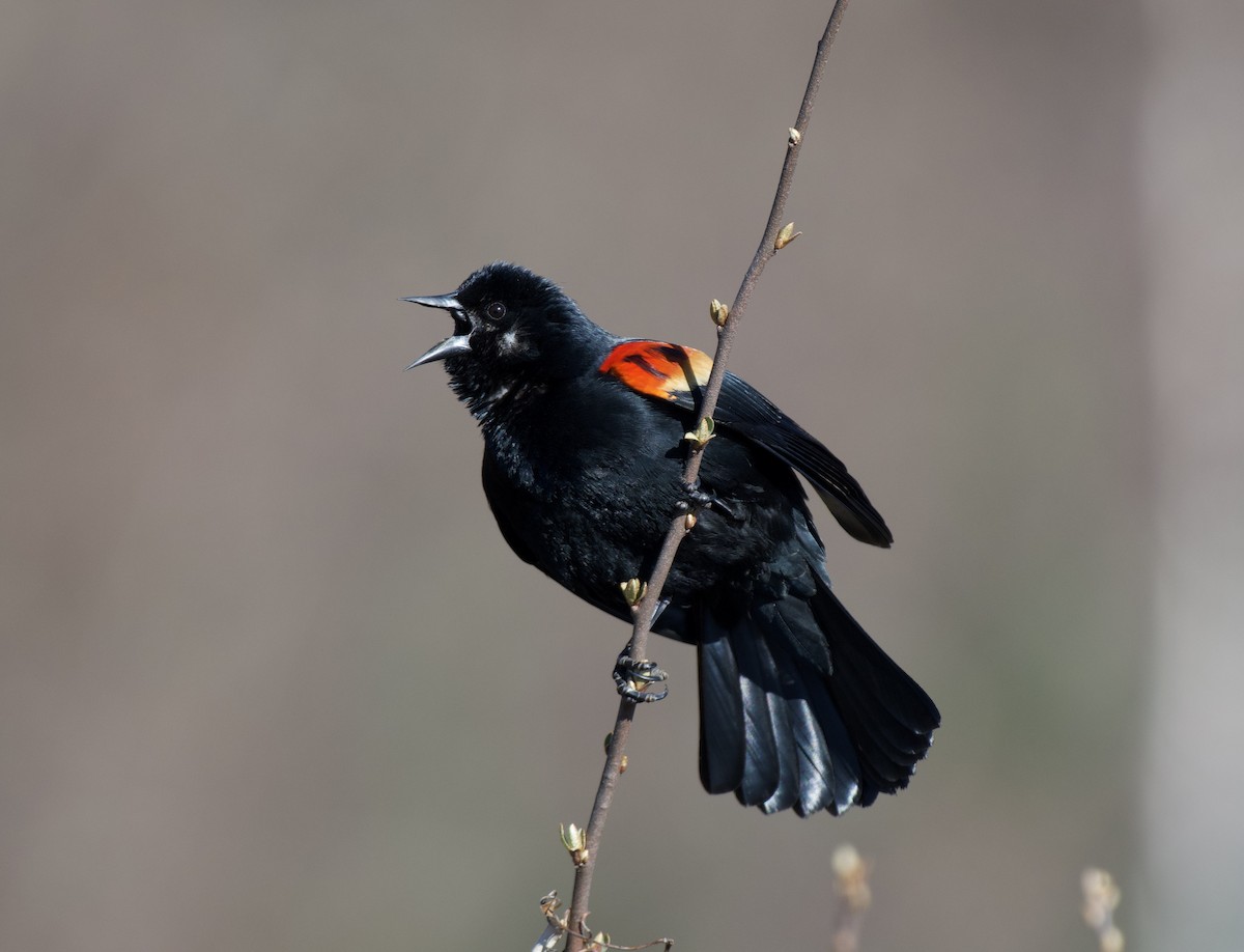 Red-winged Blackbird - ML616994708